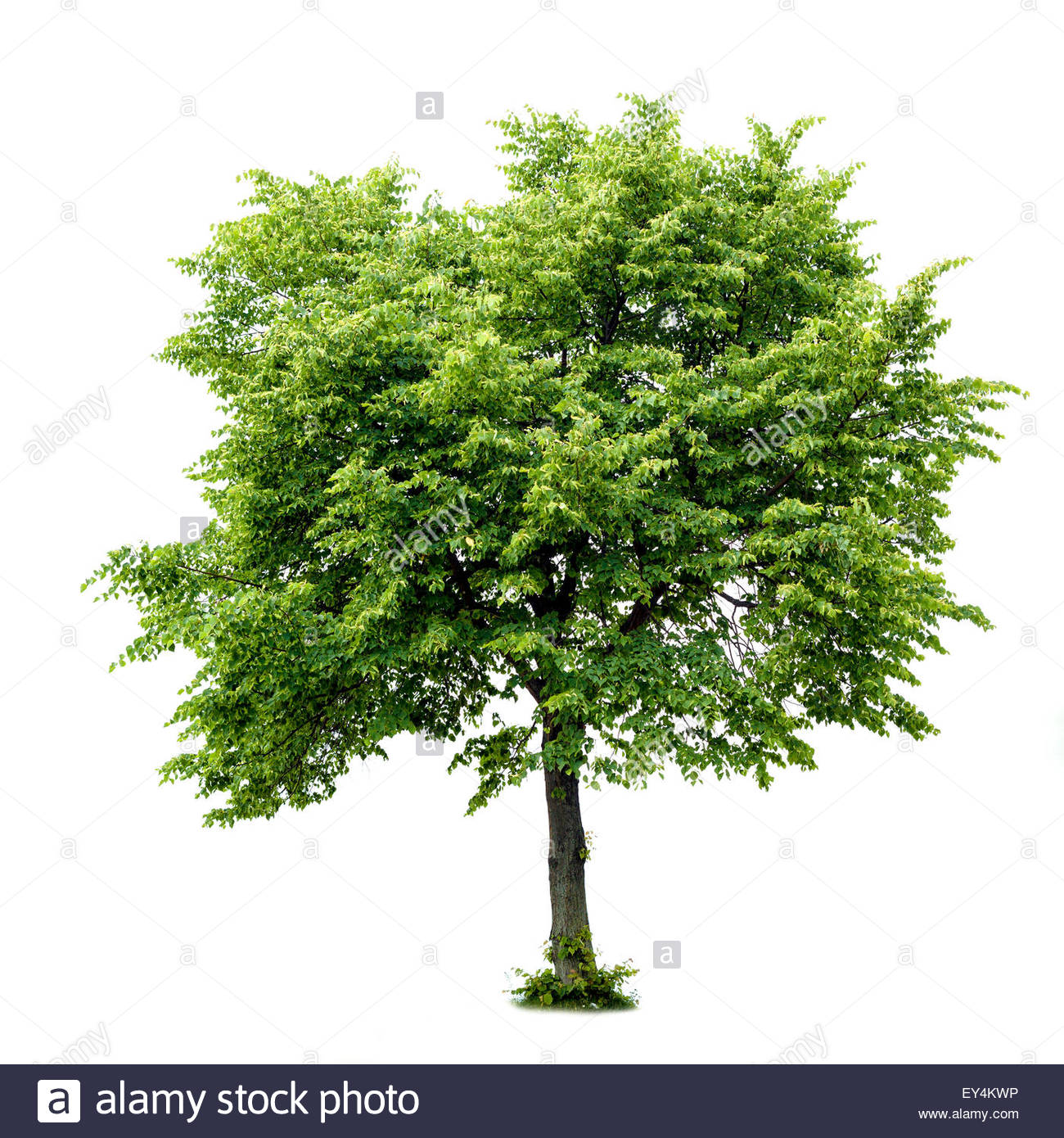 Lime Tree Cutout Stock Photos &amp; Lime Tree Cutout Stock Images - Alamy