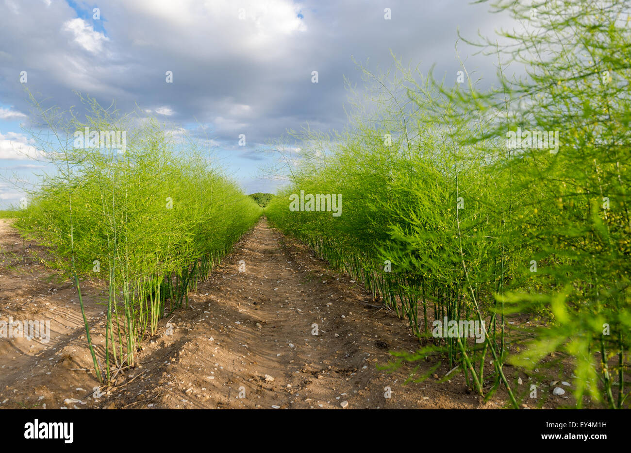 Rows of asparagus left to seed Stock Photo Alamy