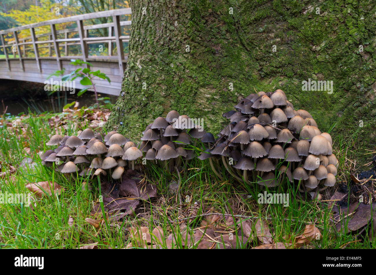bunch of mushrooms on a tree trunk Stock Photo - Alamy