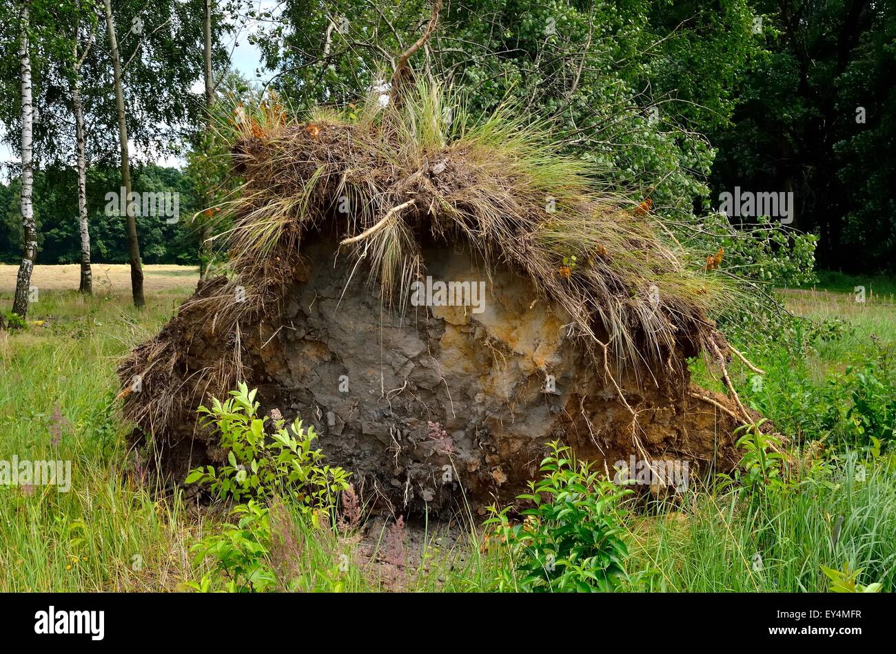 tree-root-branches-hi-res-stock-photography-and-images-alamy