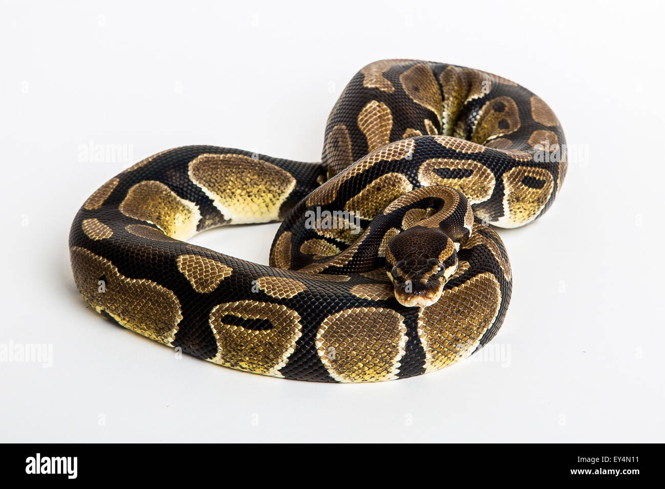 Ball python wild hi-res stock photography and images - Alamy