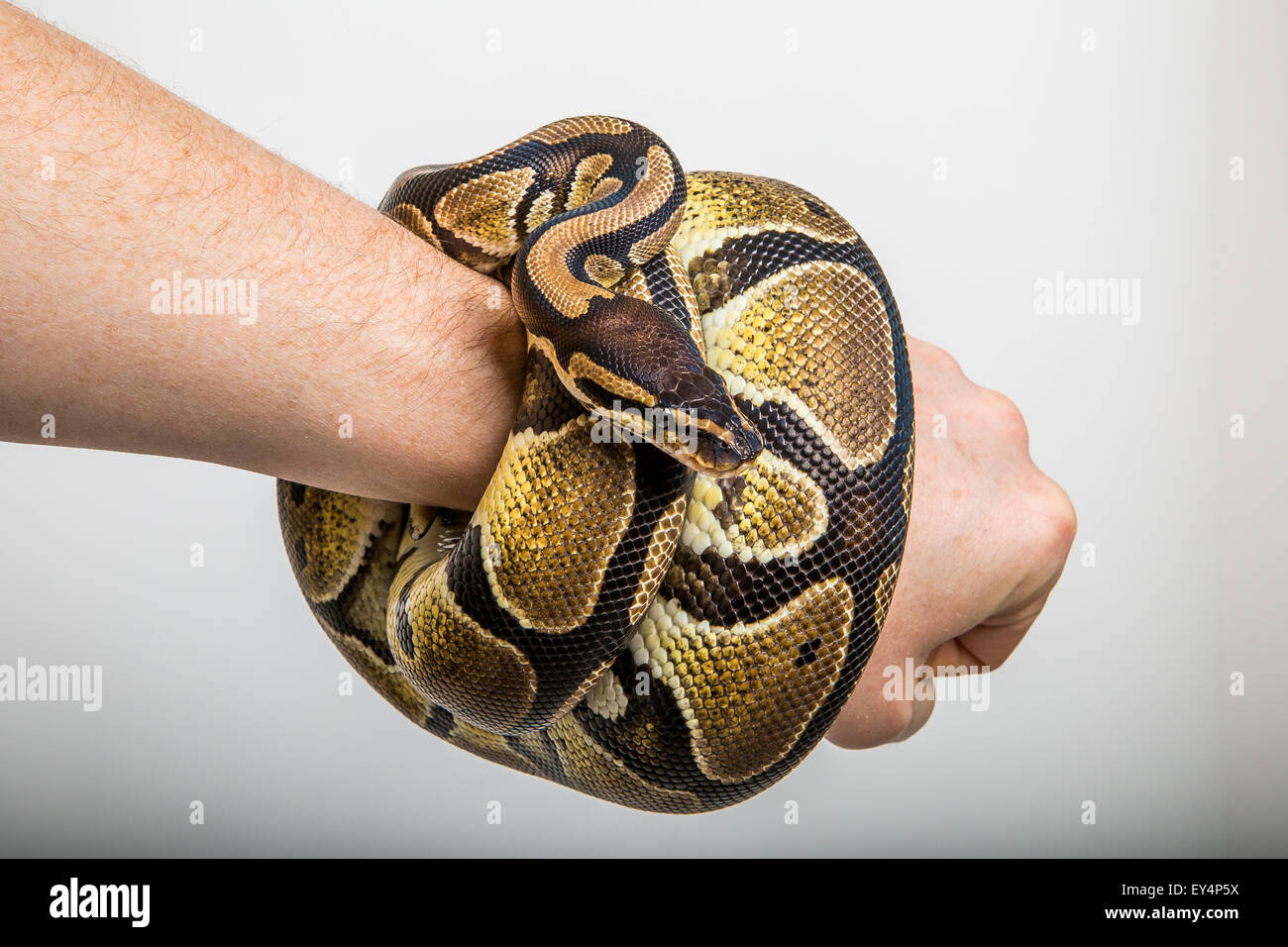 Royal python coiled hi-res stock photography and images - Alamy