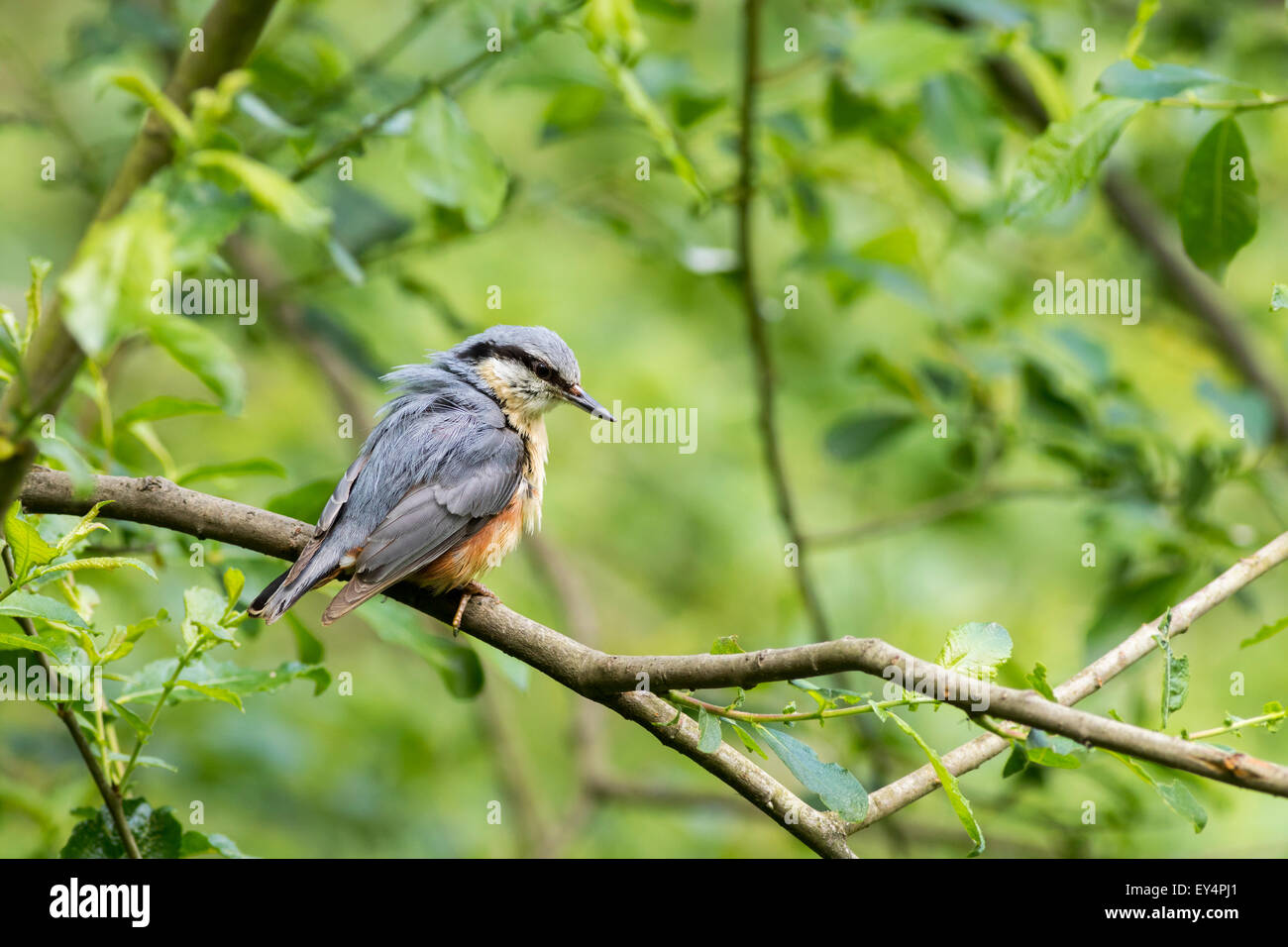 Nuthatch (Sitta europaea) perched on a branch Stock Photo