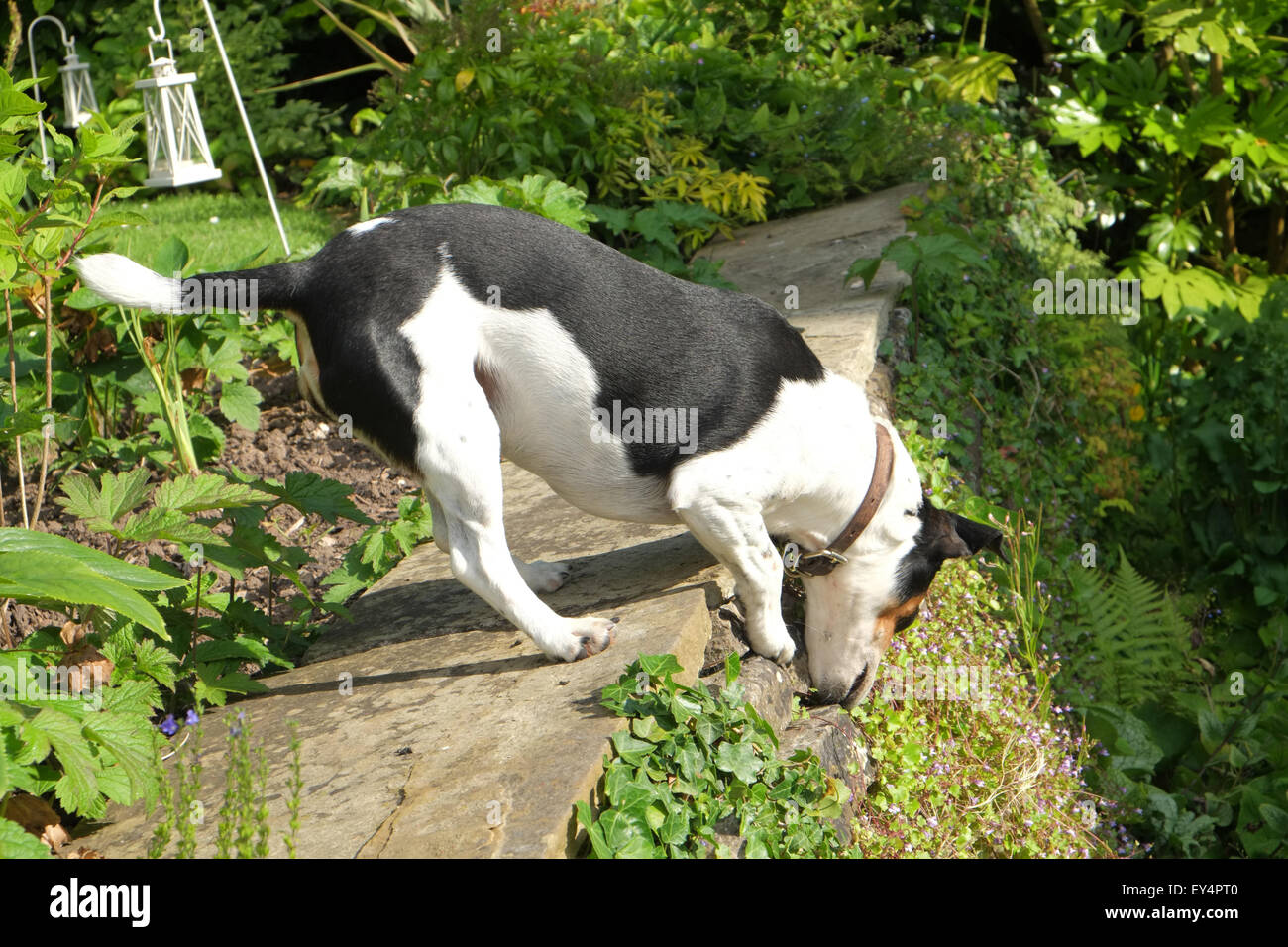 Jack Russell dog sniffing out small animals Stock Photo