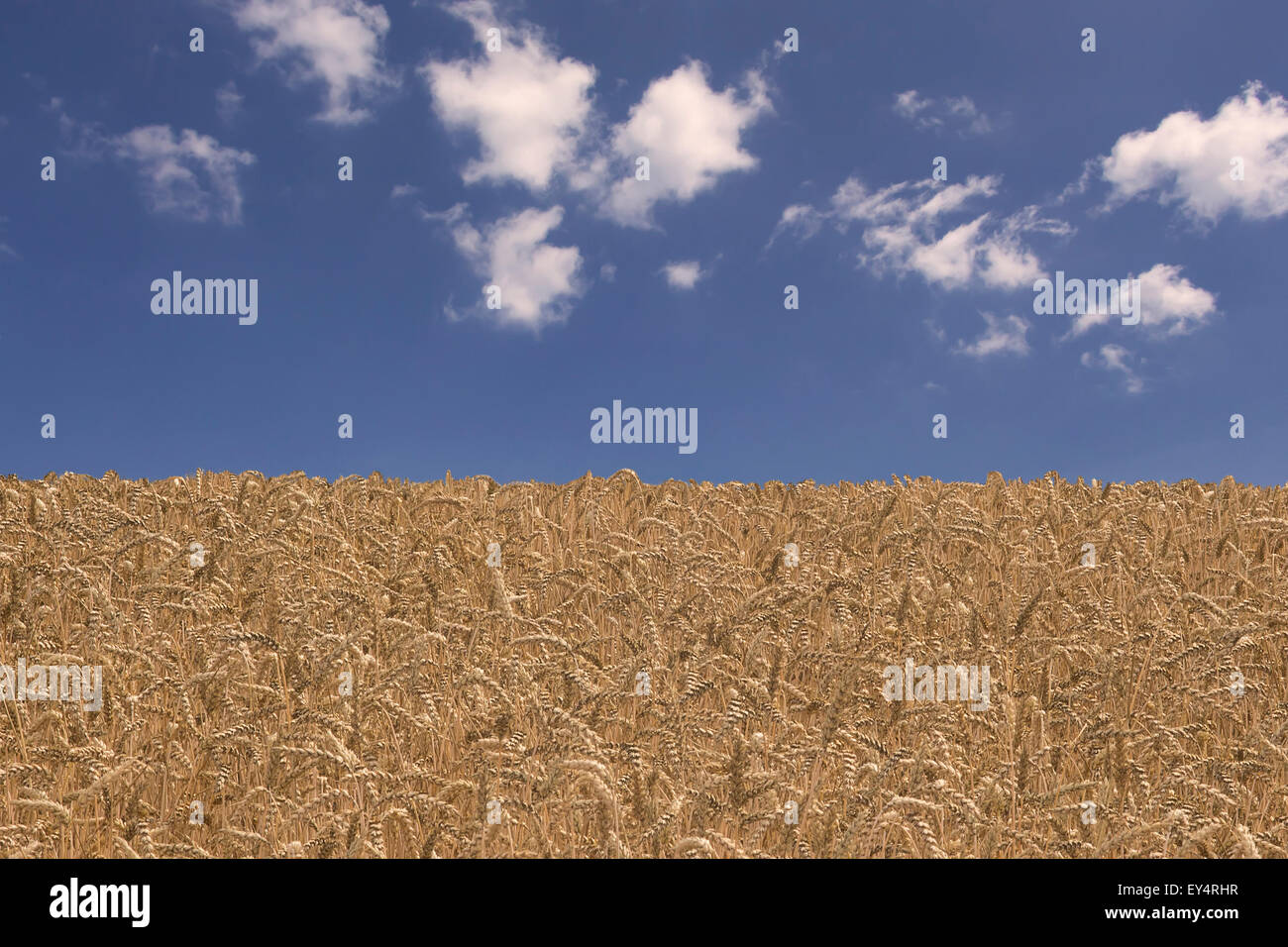 Corn field in the middle of summer. Concept of summer season, sustainable lifestyle and clean environment. Stock Photo