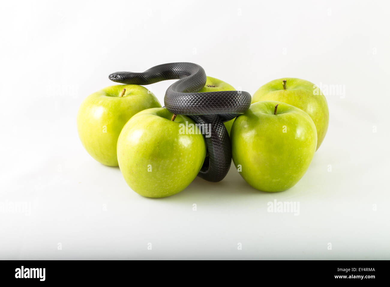 Snake and apples Stock Photo Alamy