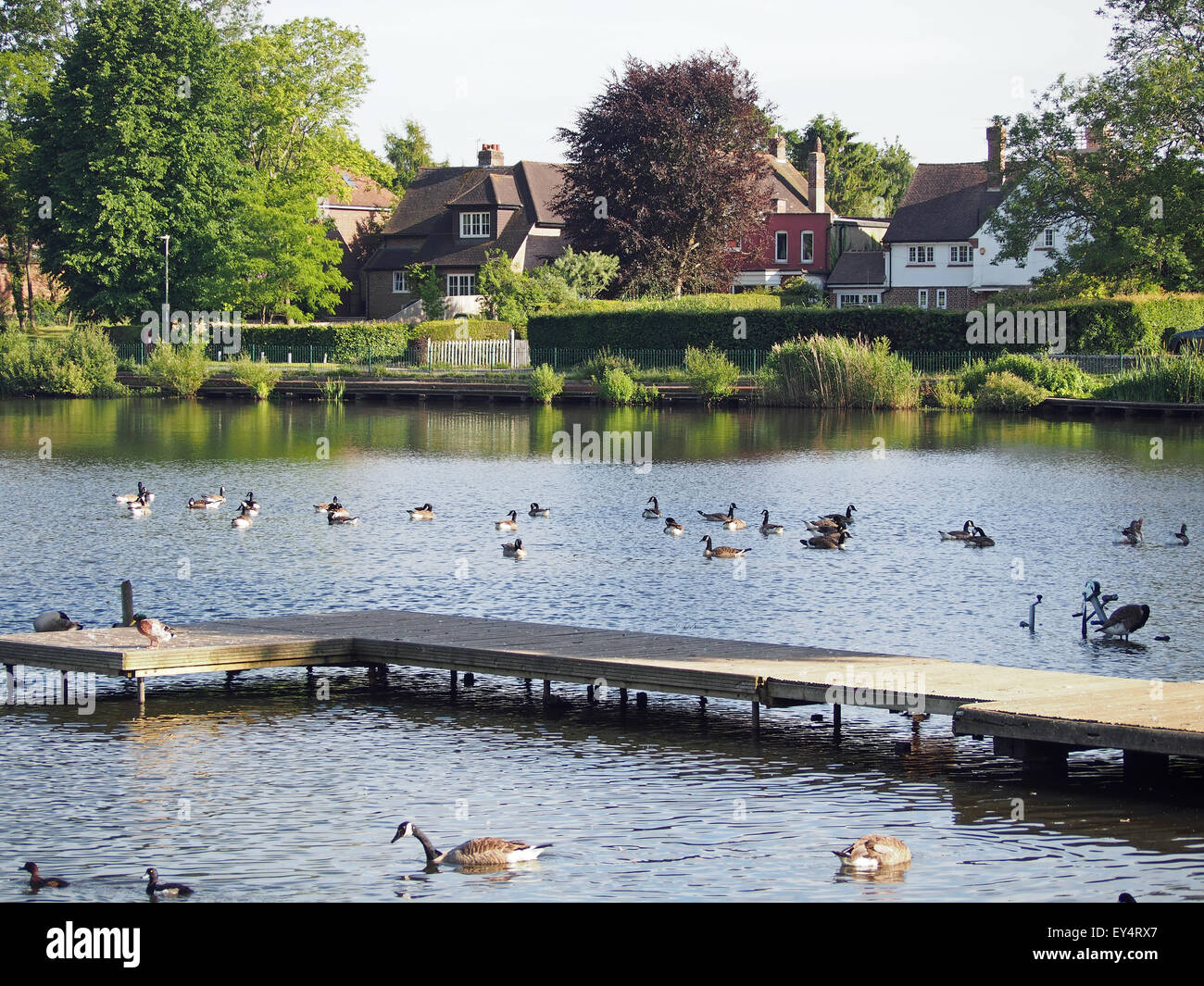 View of the boat jetty and ducks in the  waters of Petersfield Heath on a summer evening Stock Photo
