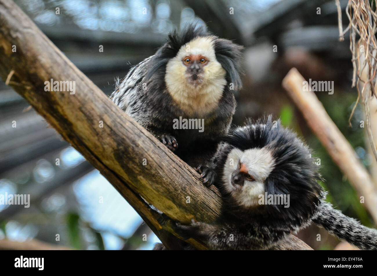 Small Black And White Monkey Stock Photo - Alamy