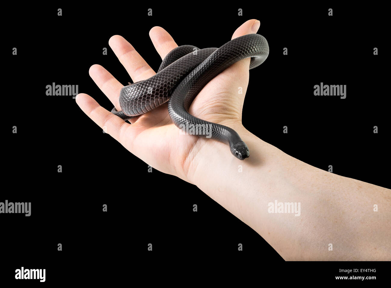 Snake in hand Stock Photo