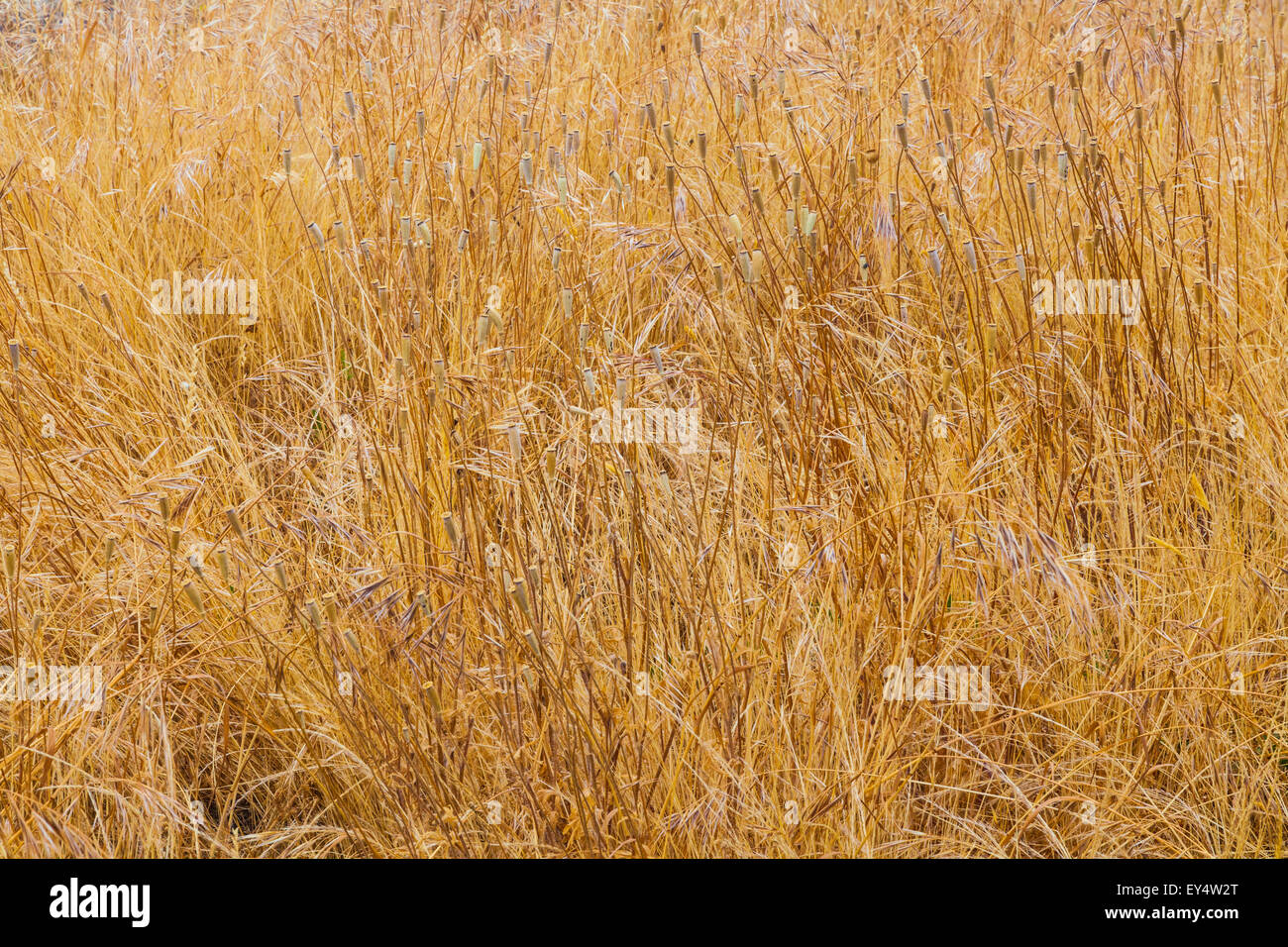 Tall dry grass during a period of extreme hot and dry weather Stock