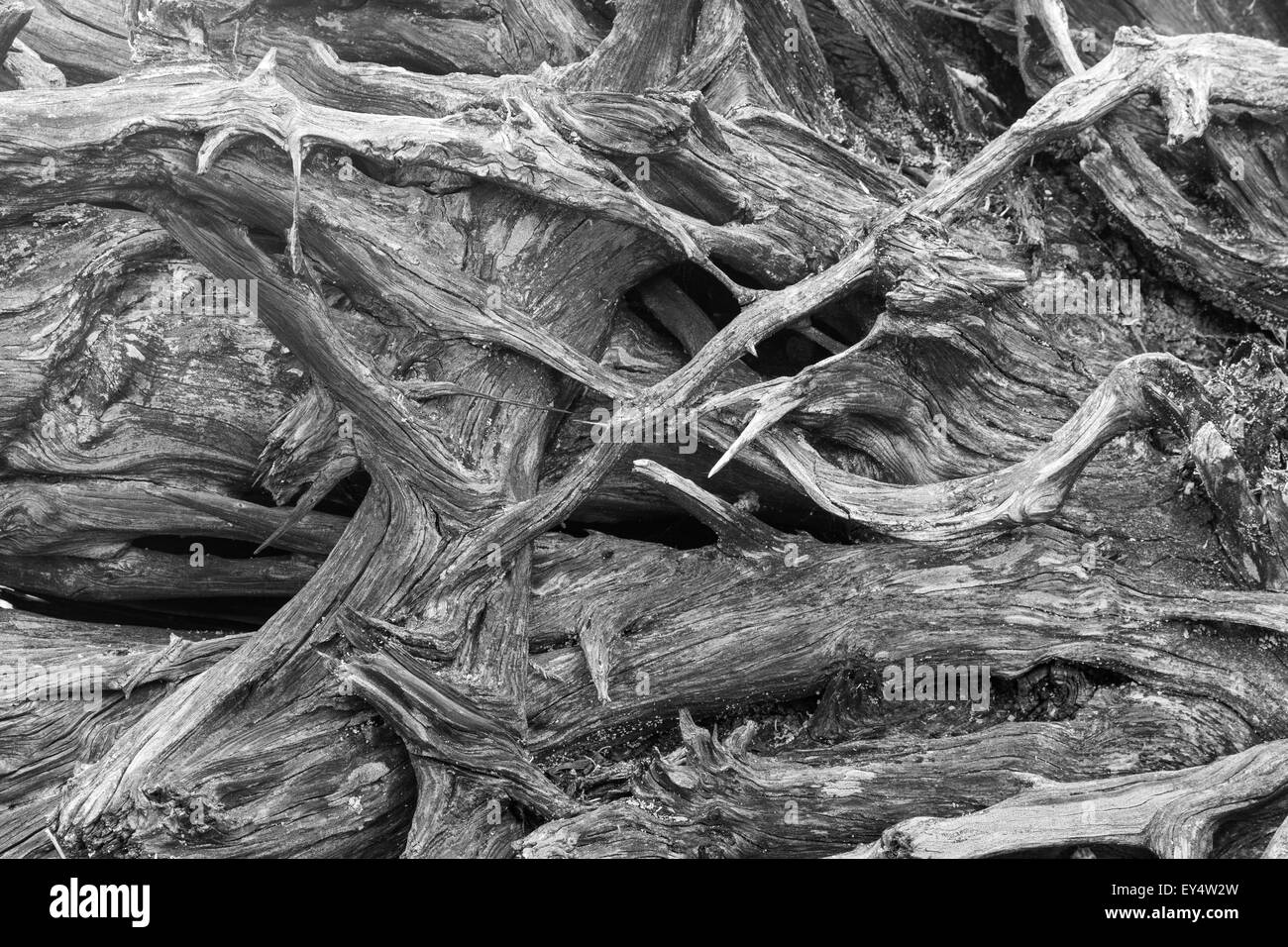 Black and white image of an upturned weathered fir tree root system