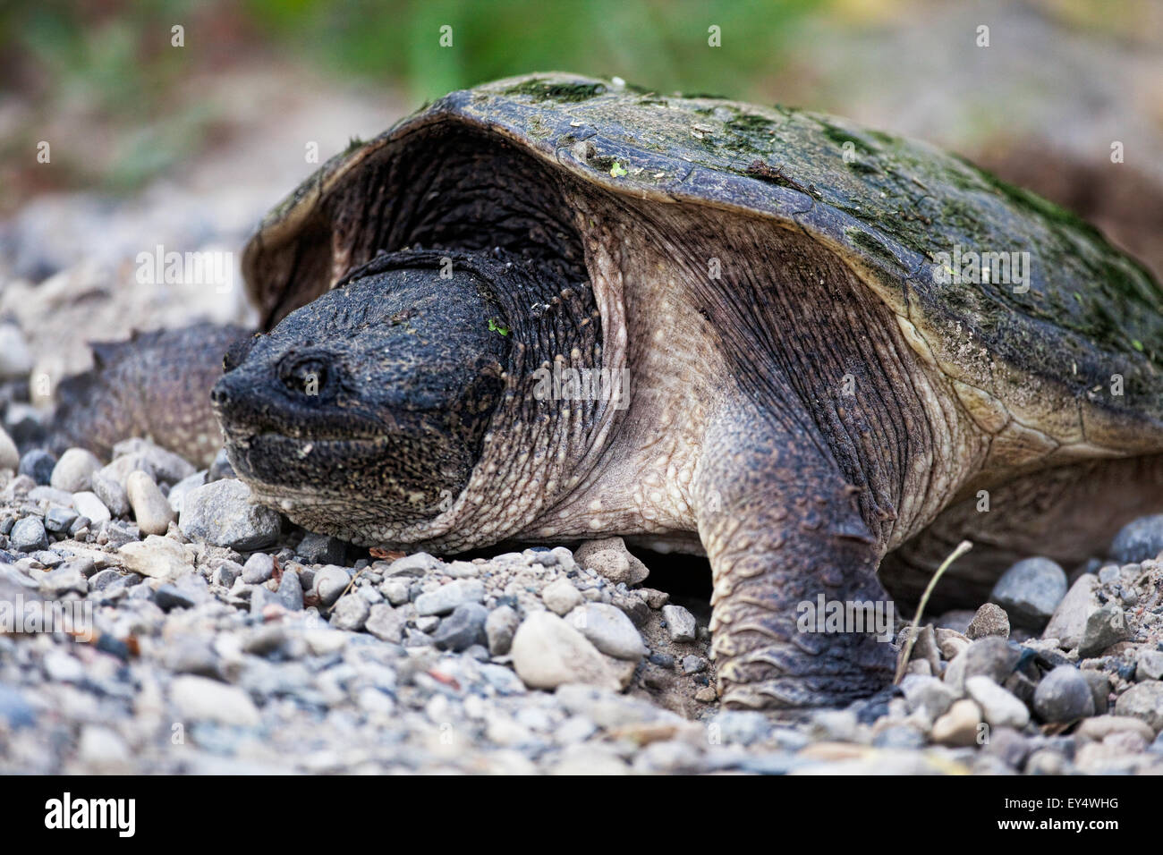 A Snapping Turtle, Chelydra serpentina, laying eggs Stock Photo