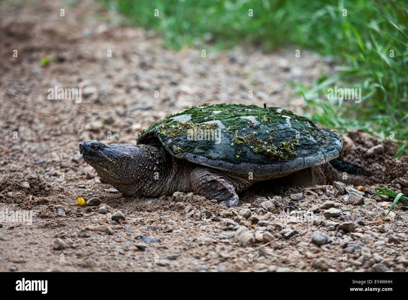 Snapping Turtle, Chelydra serpentina, laying eggs by the roadside Stock Photo