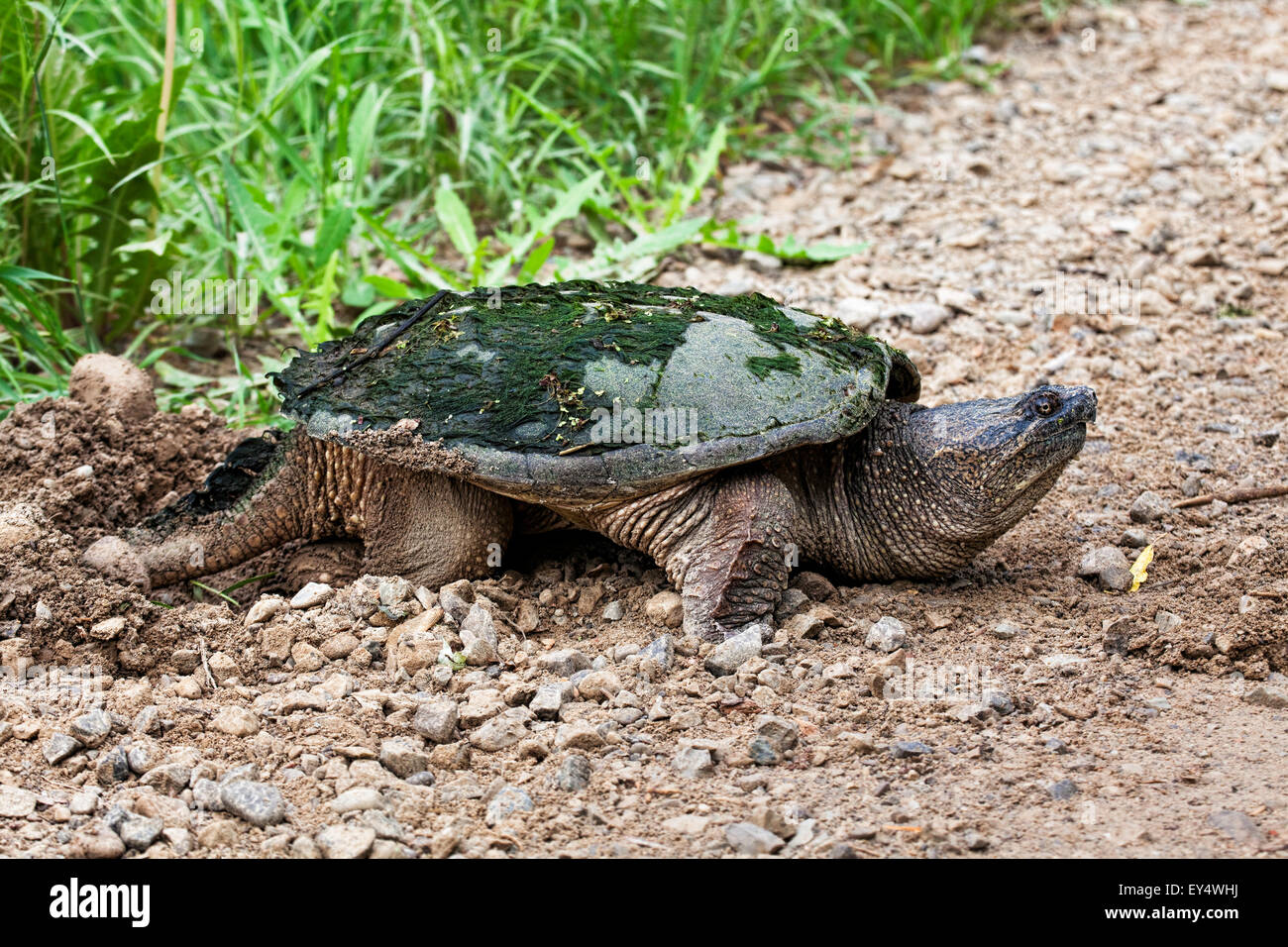 Snapping Turtle, Chelydra serpentina, laying eggs by the road edge Stock Photo