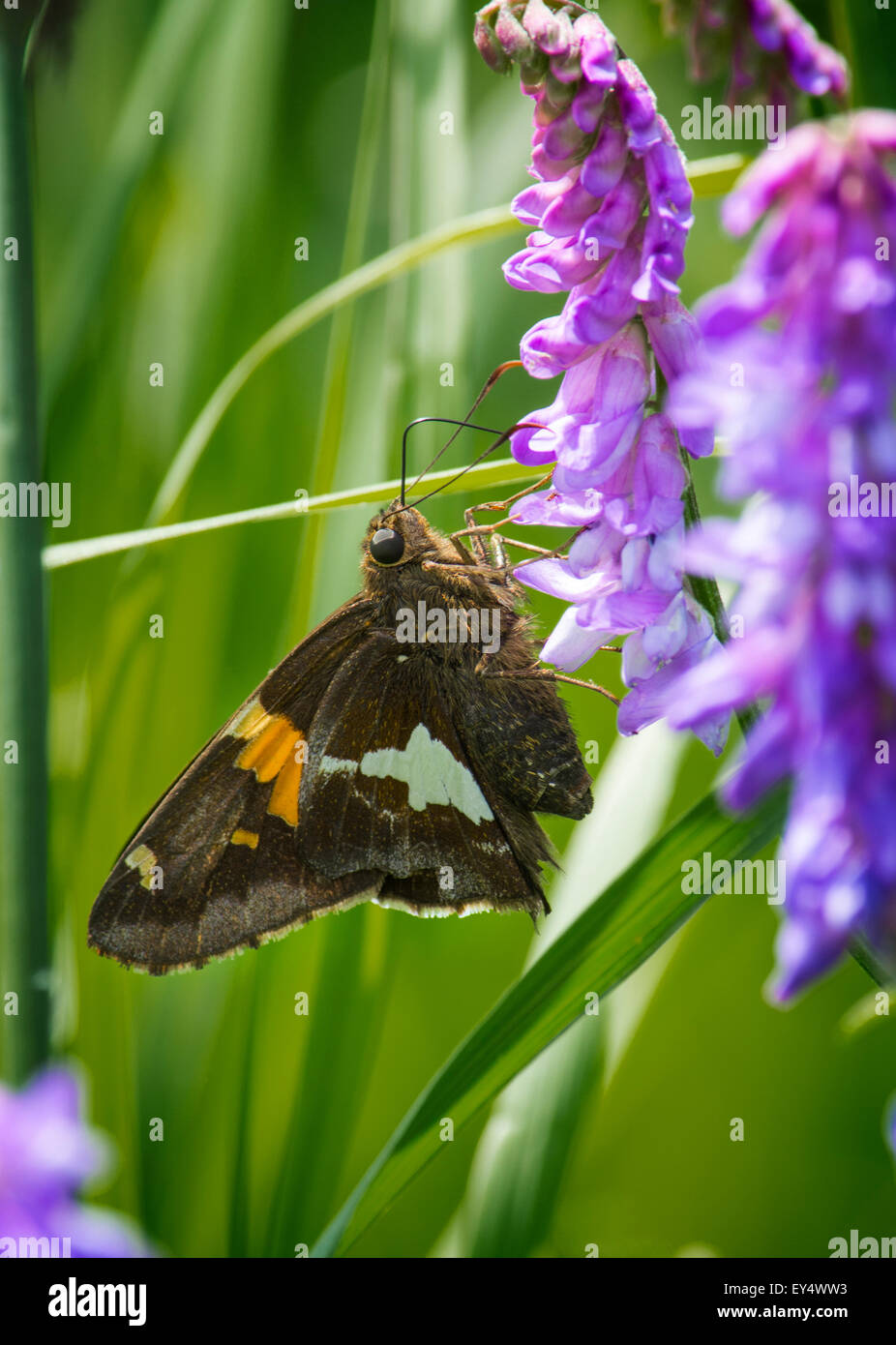 a red admiral butterfly Stock Photo
