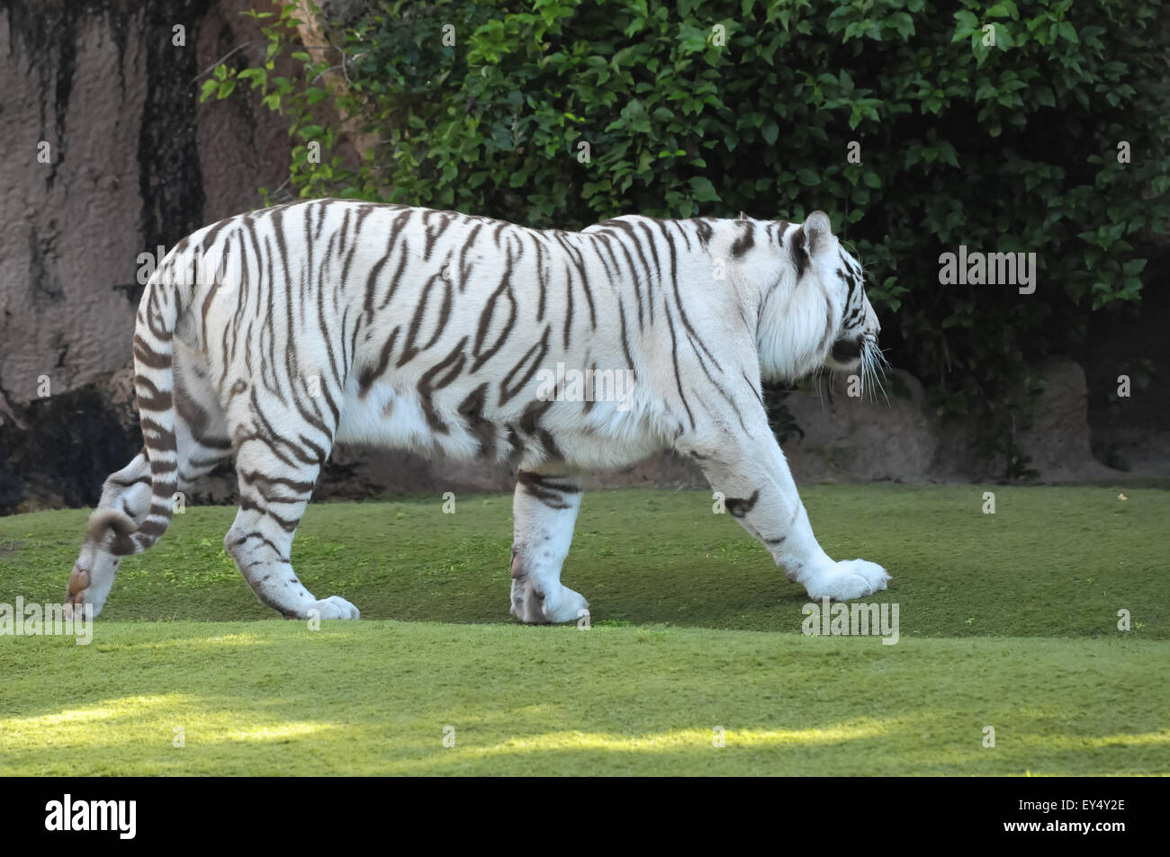 Black and White Striped Tiger Stock Photo - Alamy