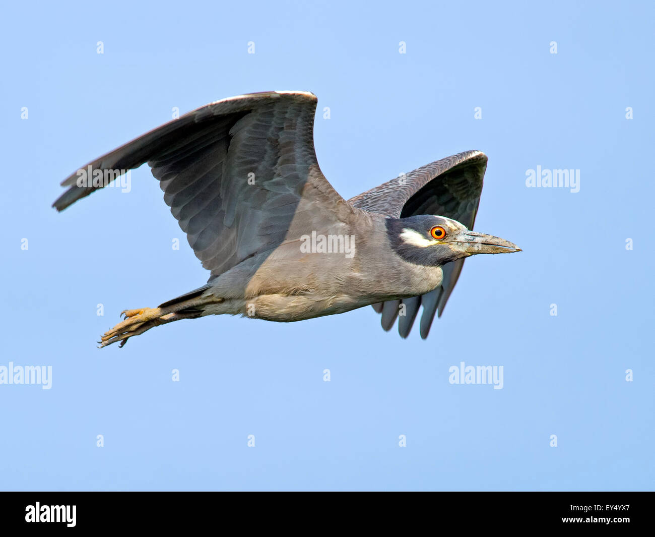 Yellow-crowned Night Heron Flying Stock Photo