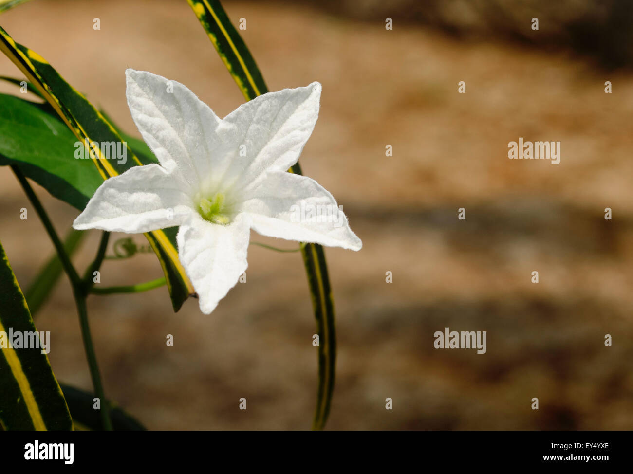 white Flower from garden Stock Photo