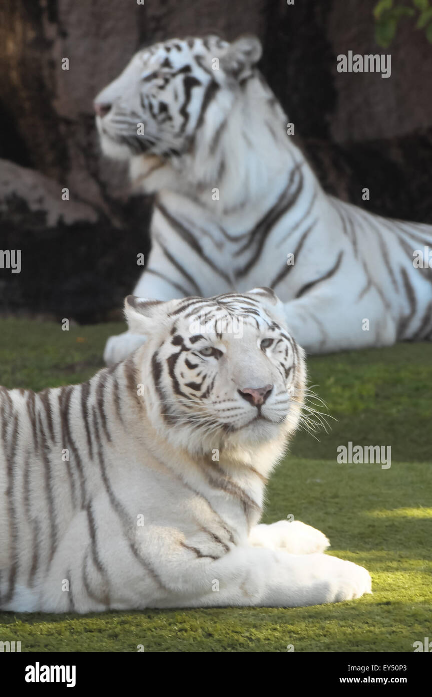 Black and White Striped Tiger Stock Photo - Alamy