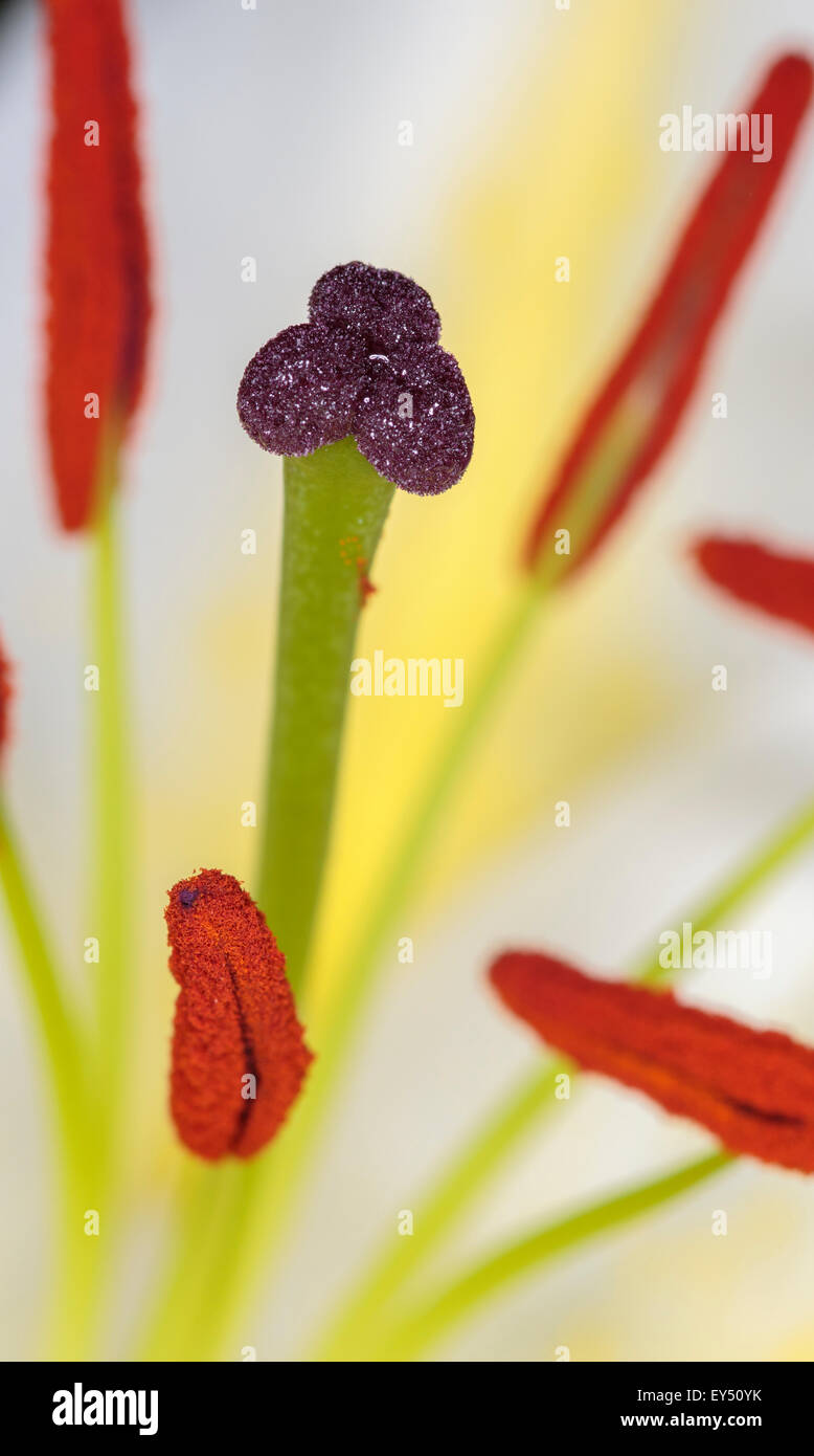 A beautiful closeup shot of a White lily Stock Photo