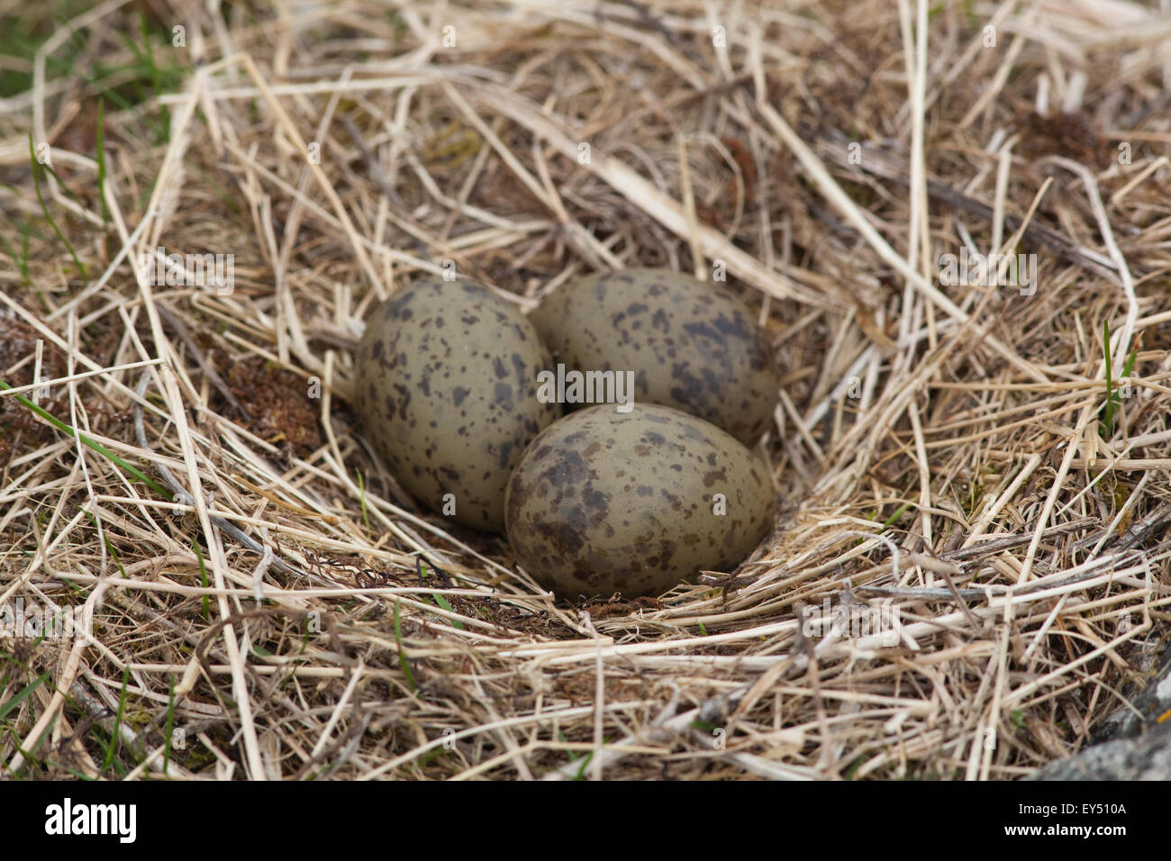 Common Gull (Larus canus). Nest and clutch of eggs. June. Iona. Inner