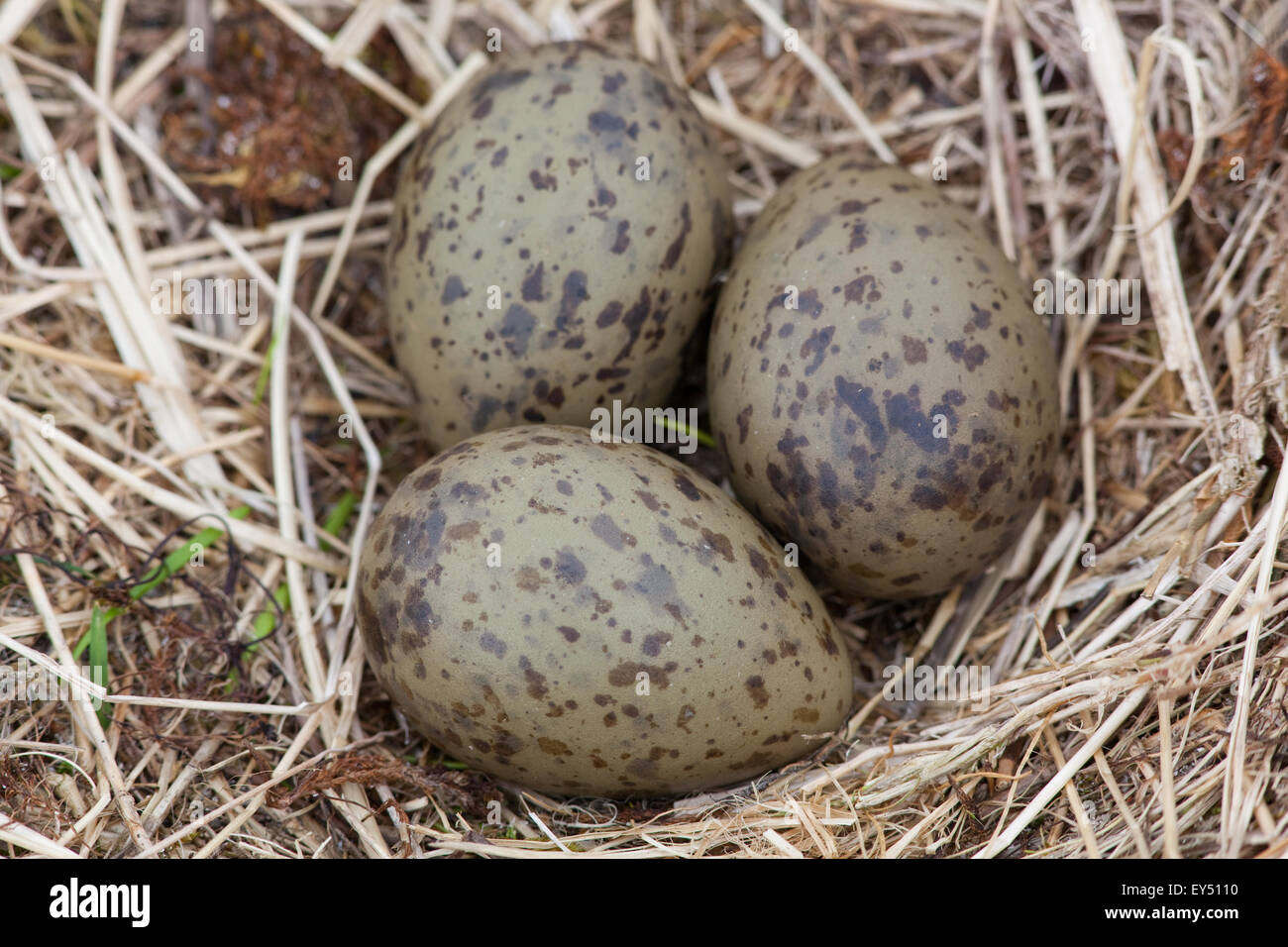 Common Gull (Larus canus). Nest and clutch of eggs. June. Iona. Inner