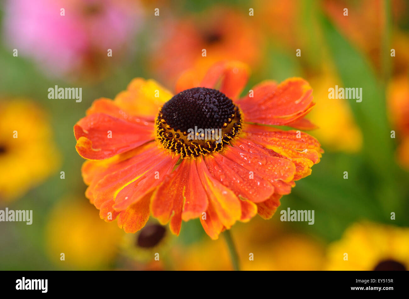 Orange / yellow / red helenium flower, United Kingdom. Stock Photo