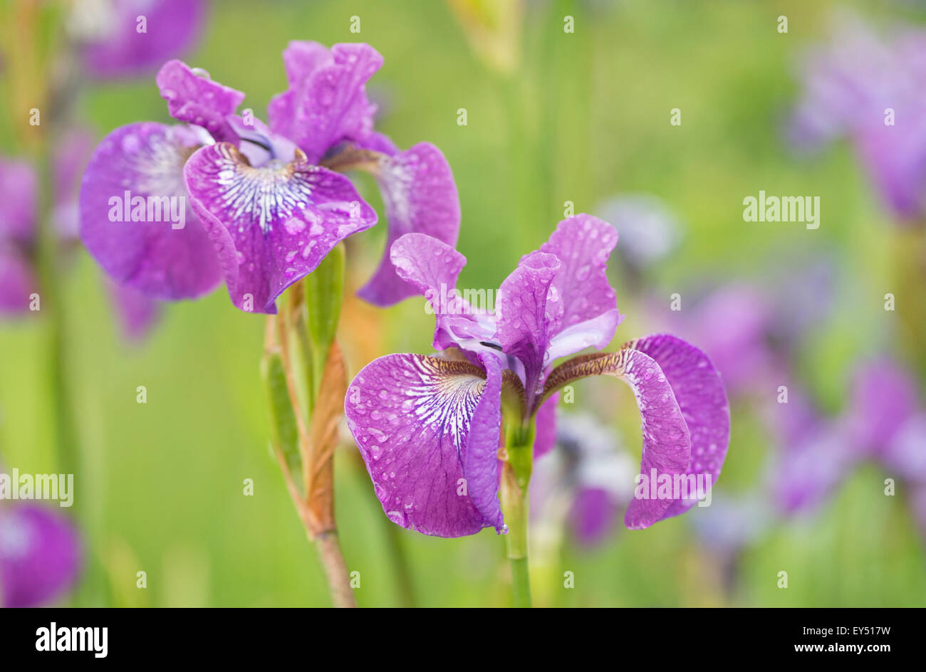Purple iris flowers, United Kingdom Stock Photo Alamy