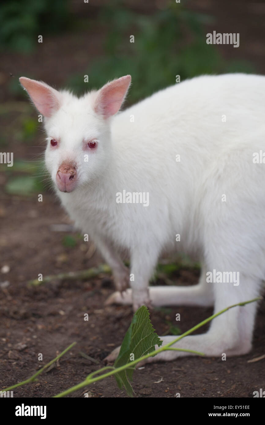 White, albino, form of a Bennet's or Red-necked Wallaby (Macropus rufogriseus). Unlikely to survive in the wilds of Australia. Stock Photo