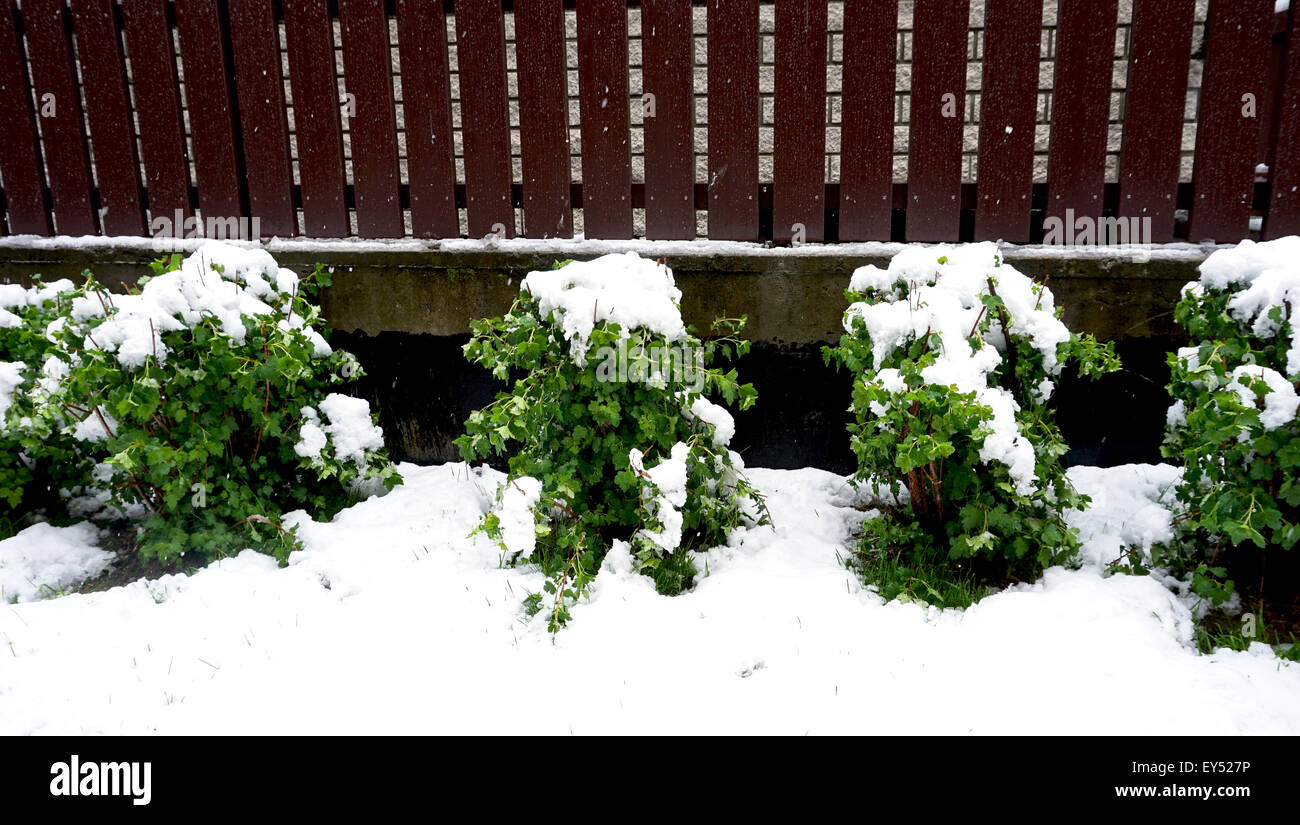 plant fence and snow on snowy day Stock Photo