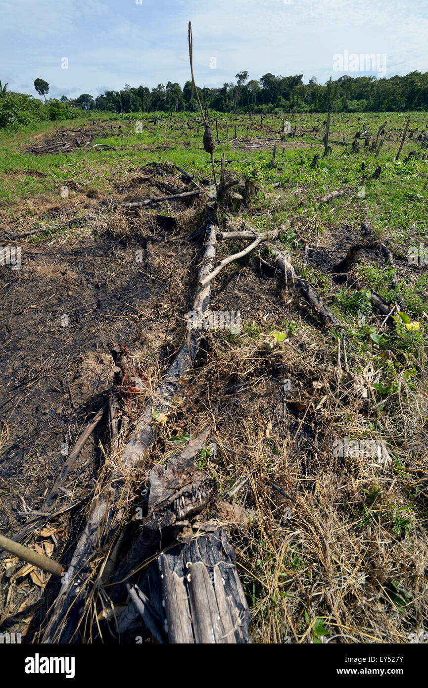 Forest clearance to obtain agricultural and grazing land, Amazon rainforest, near Puerto Maldonado, Madre de Dios Departameto Stock Photo