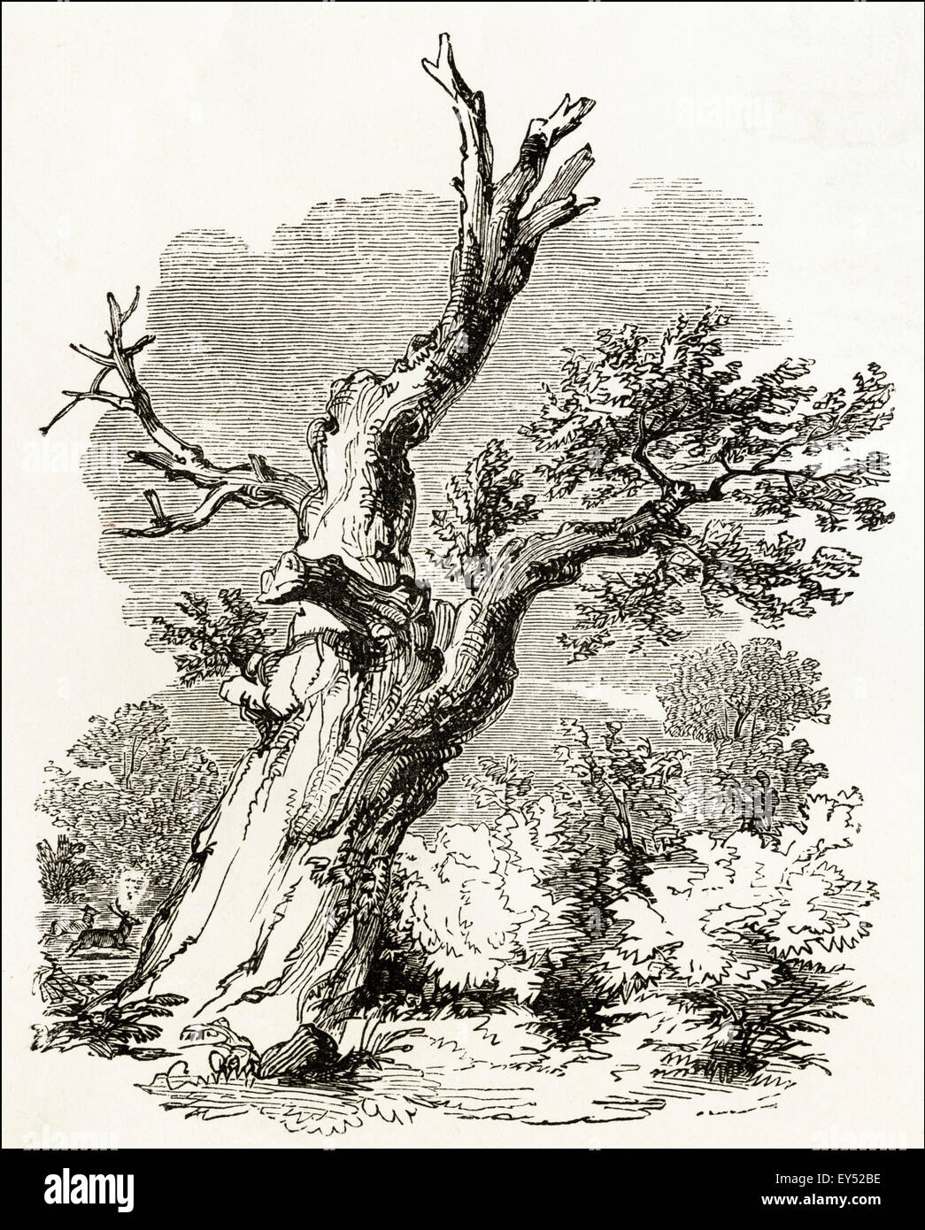 Clipstone hires stock photography and images Alamy