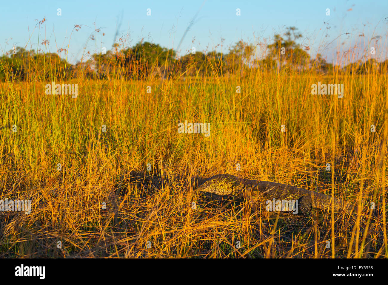 Nile Monitor Lizard - Okavango Delta Botswana Stock Photo