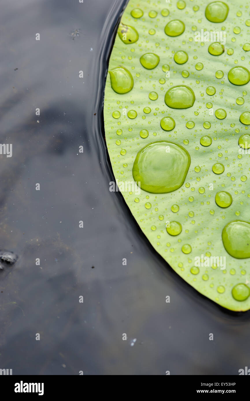 Leaf of water lily with rain drops close up on the surface of the lake ...
