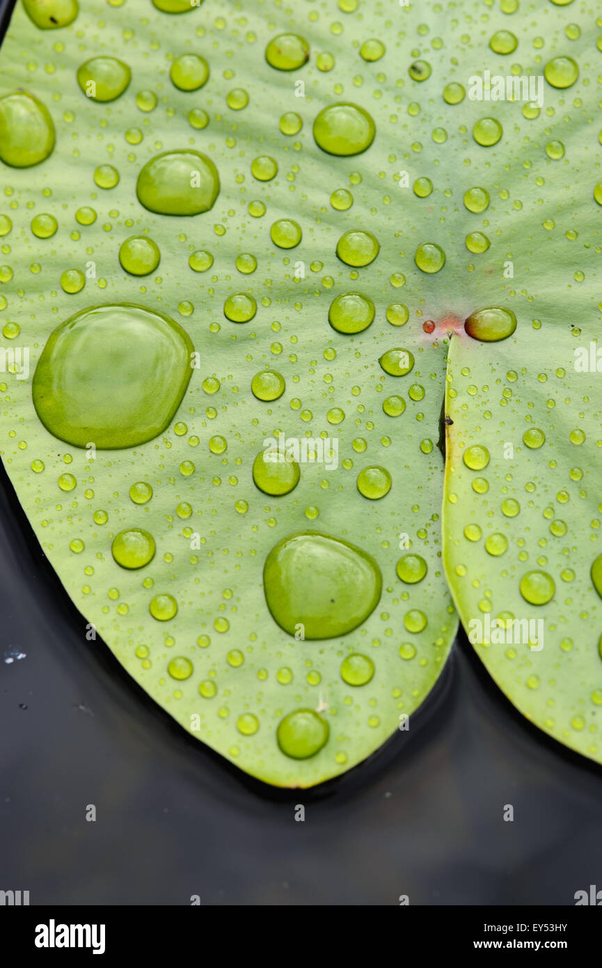 Leaf of water lily with rain drops close up on the surface of the lake ...