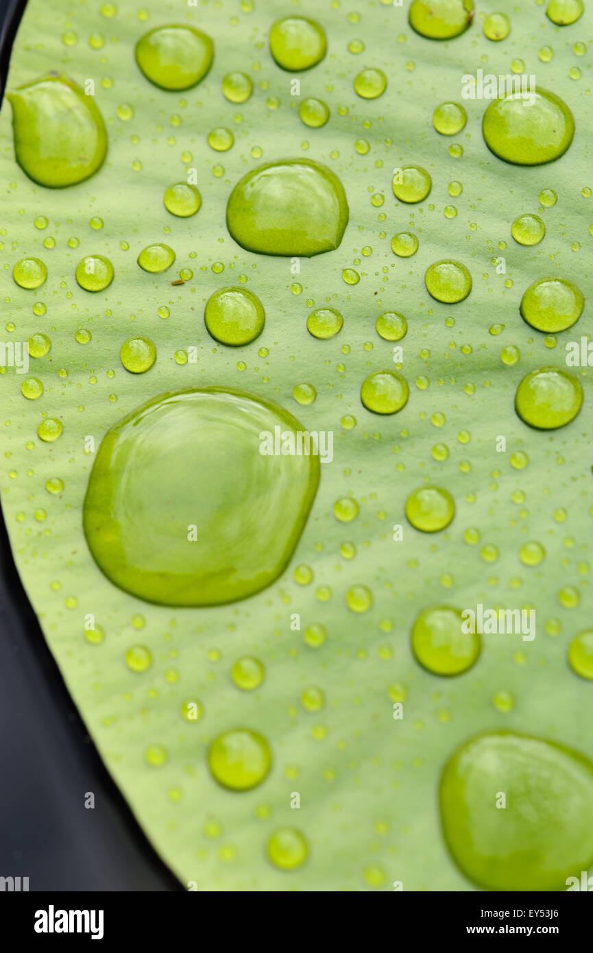 Leaf of water lily with rain drops close up on the surface of the lake ...