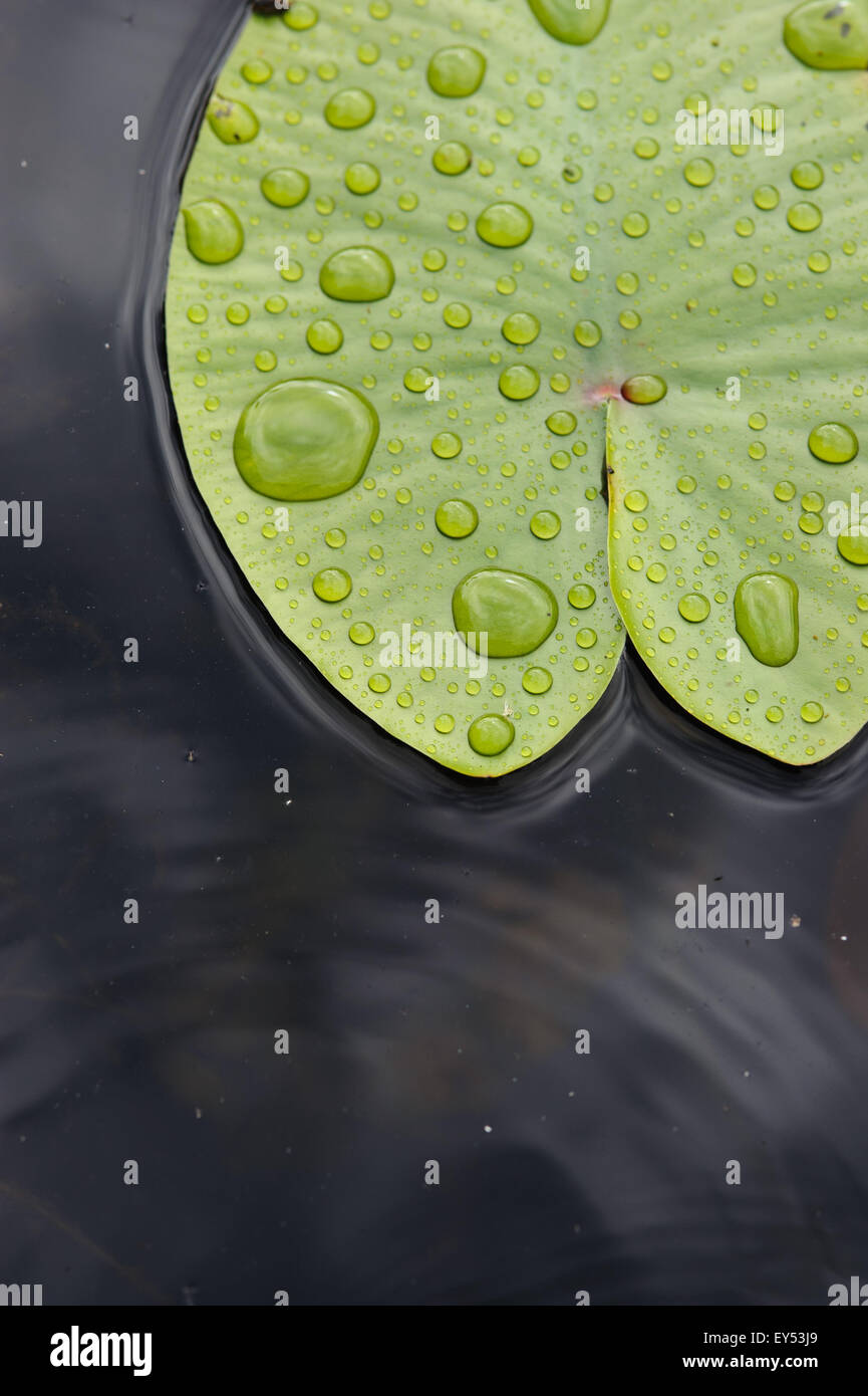 Leaf of water lily with rain drops close up on the surface of the lake ...