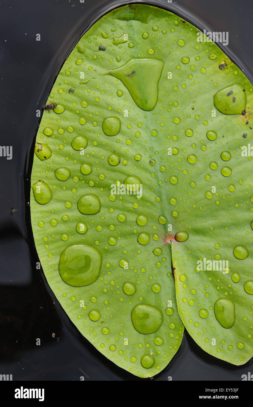 Leaf of water lily with rain drops close up on the surface of the lake ...