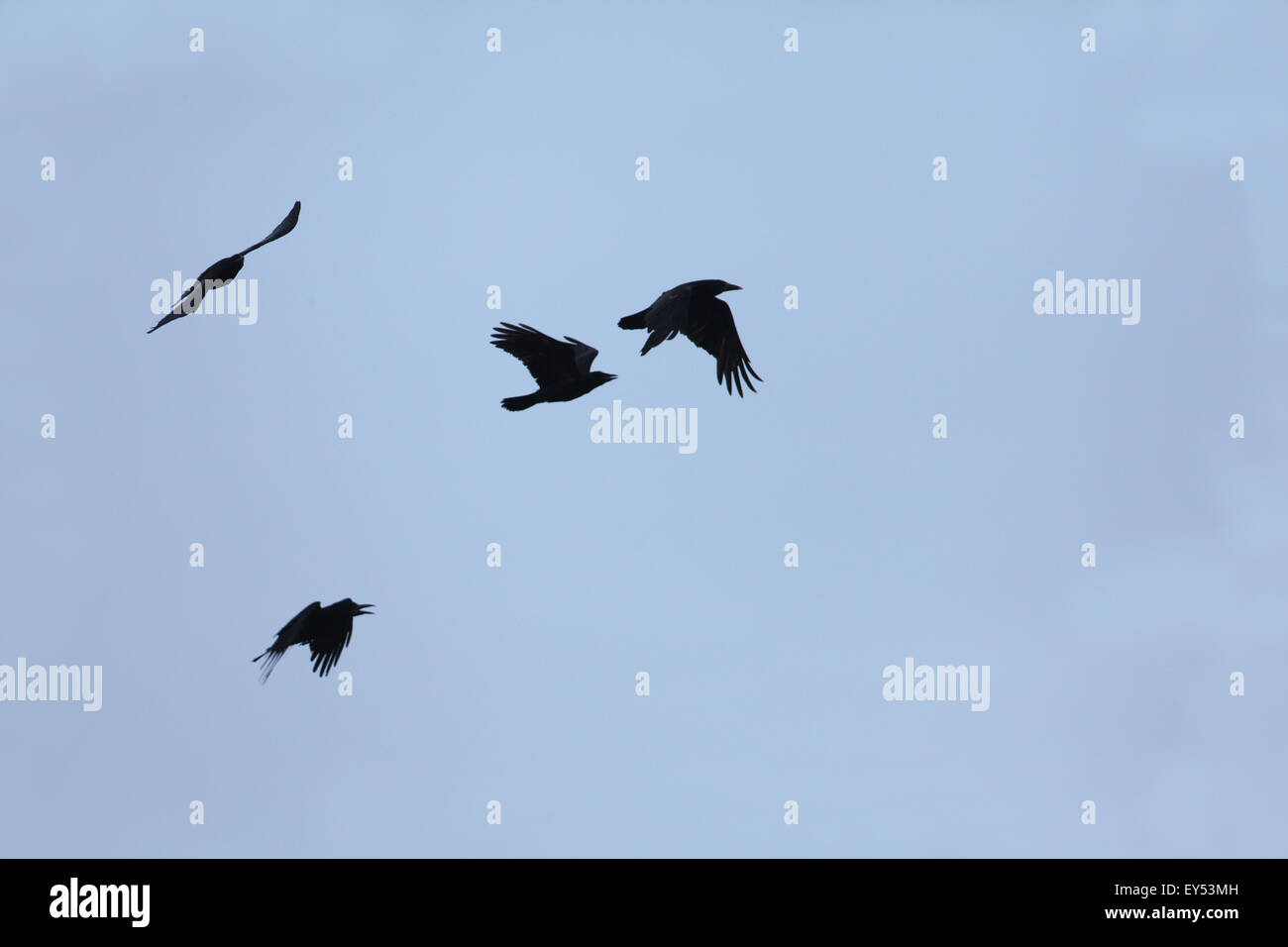 Rooks (Corvus frugilegus). A flight pattern showing four birds from a flock flying into a strong wind. Iona. Scotland. Stock Photo