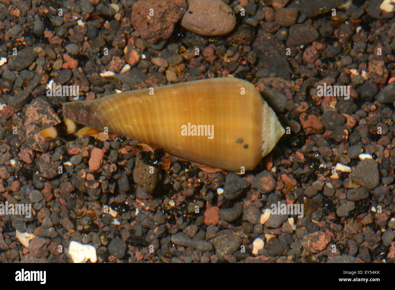Cone snail on sand Tahiti French Polynesia Stock Photo Alamy
