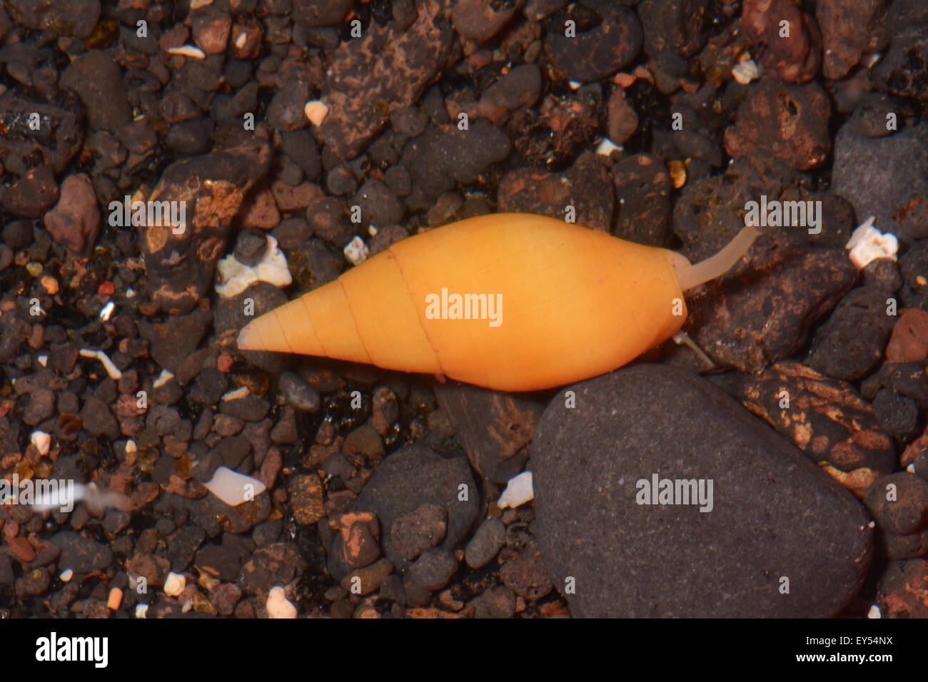 Acuminate Mitre on sand - Tahiti French Polynesia Stock Photo - Alamy