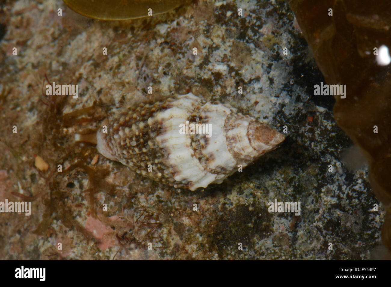 White-banded Mitre on reef - Tahiti French Polynesia Stock Photo - Alamy