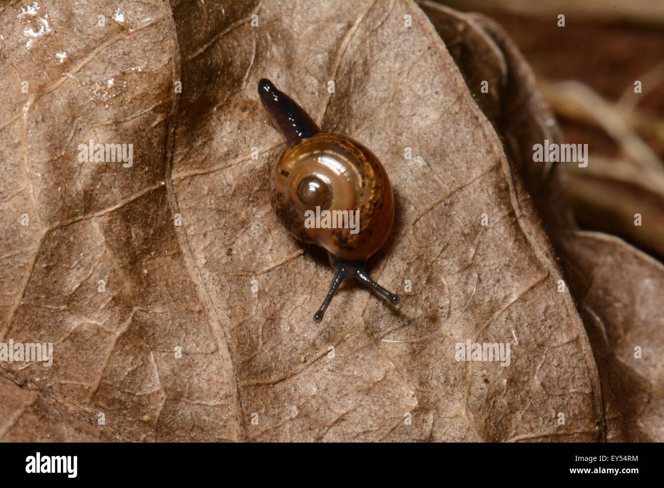Snail on leaf Tahiti French Polynesia Stock Photo Alamy