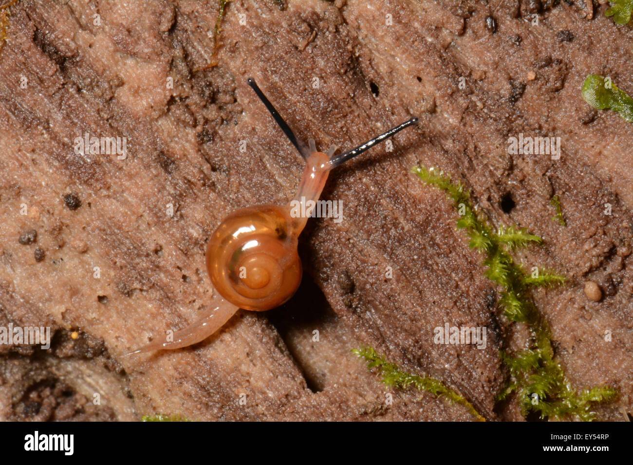 Snail on wood Tahiti French Polynesia Stock Photo Alamy