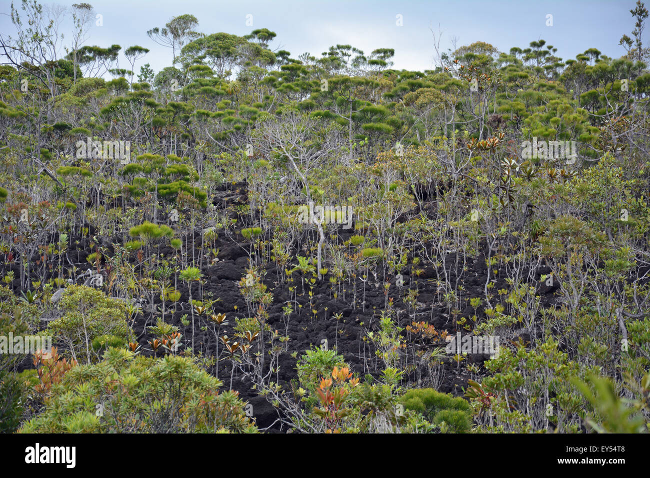 Mining maquis on ultramafic soil-Yaté New Caledonia Stock Photo - Alamy