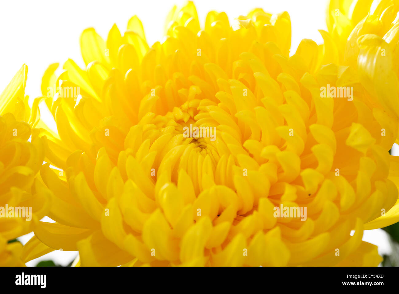 Chrysanthemum plant indoors hi-res stock photography and images - Alamy