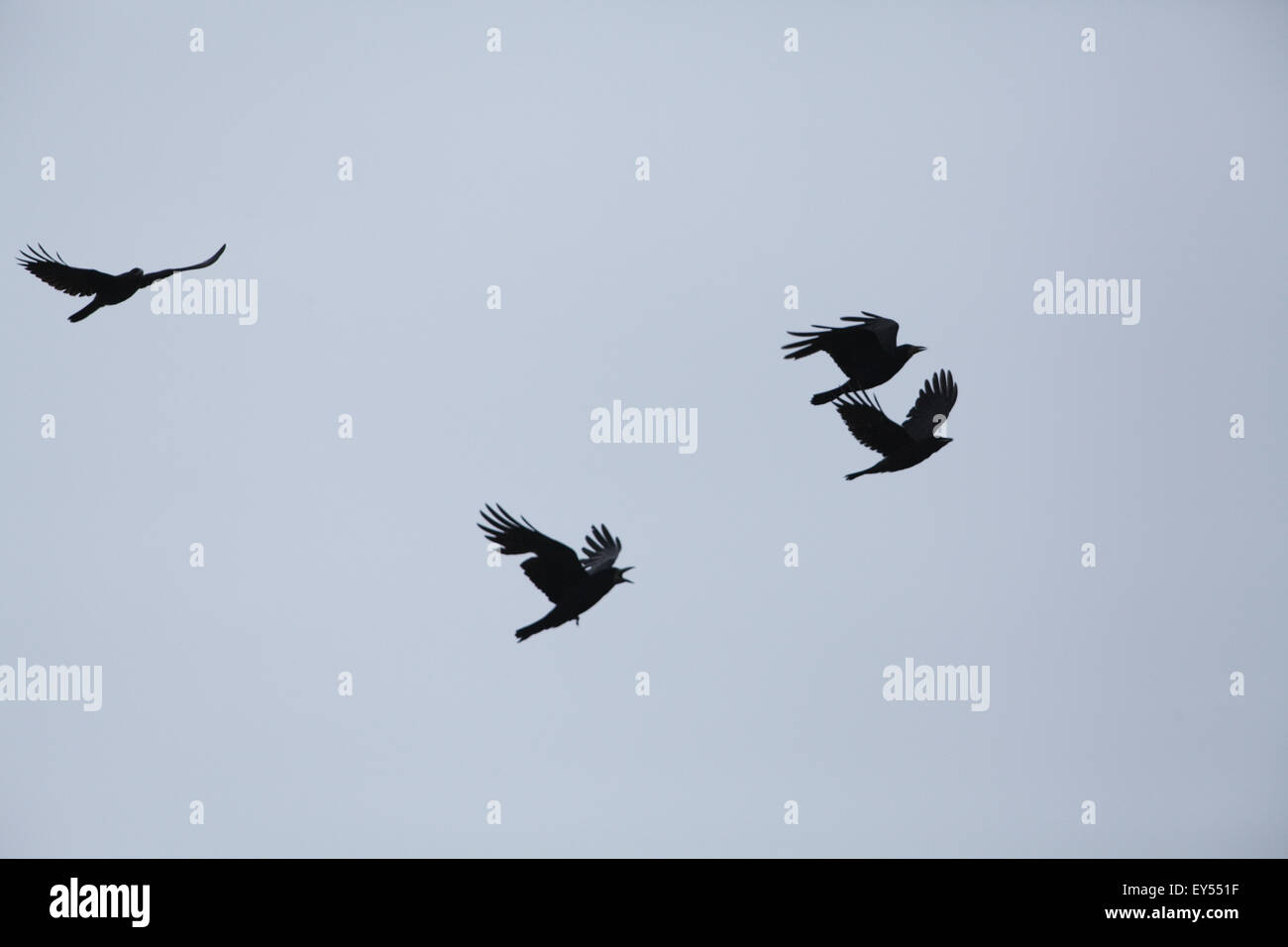 Rooks (Corvus frugilegus). In flight; flying into wind. Iona. Scotland. Stock Photo