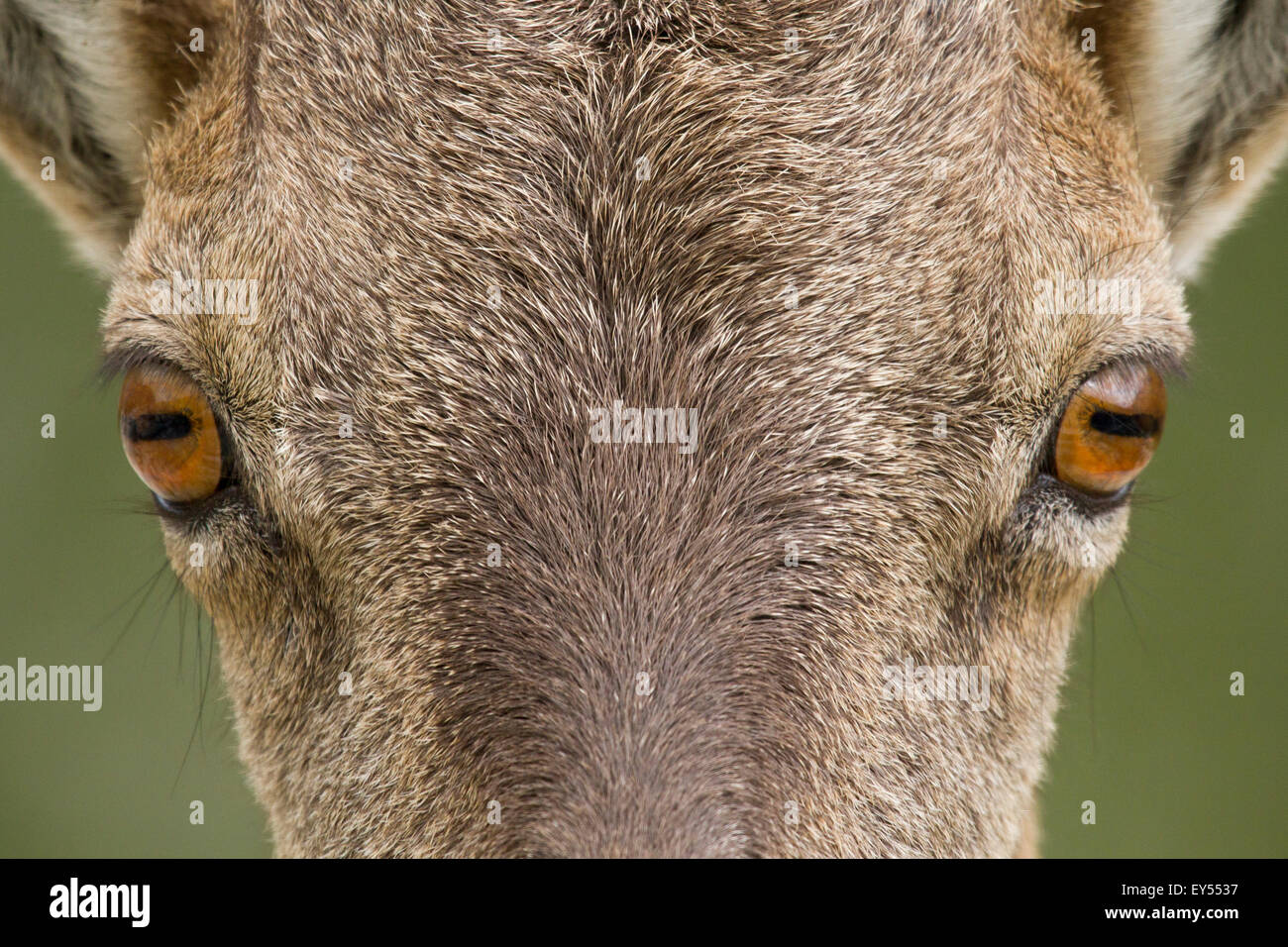Glance of Female Ibex - Vanoise Alps France Stock Photo
