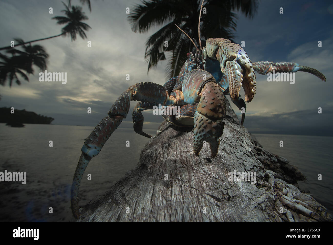 Coconut Crab High Resolution Stock Photography and Images Alamy