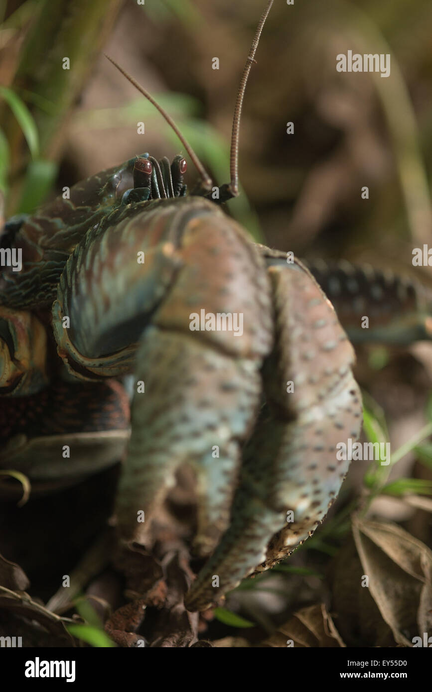 Coconut crab on ground Vanua Levu Fiji Stock Photo Alamy